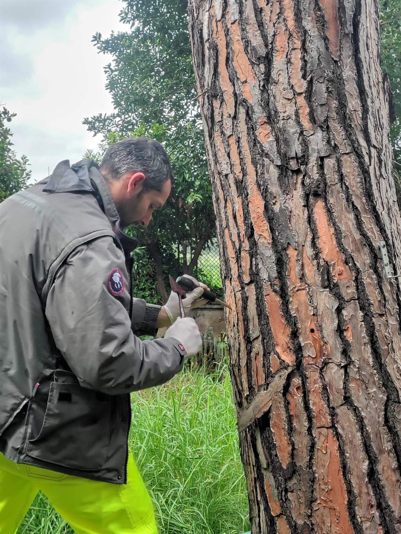 Preparazione di un trattamento endoterapico sul tronco di un pino