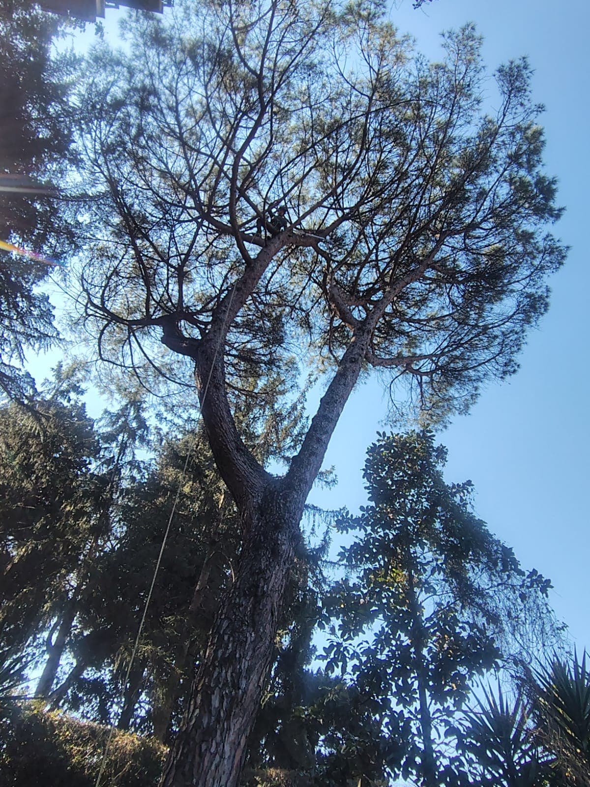 Arboricoltore in tree climbing nella chioma di un cedro