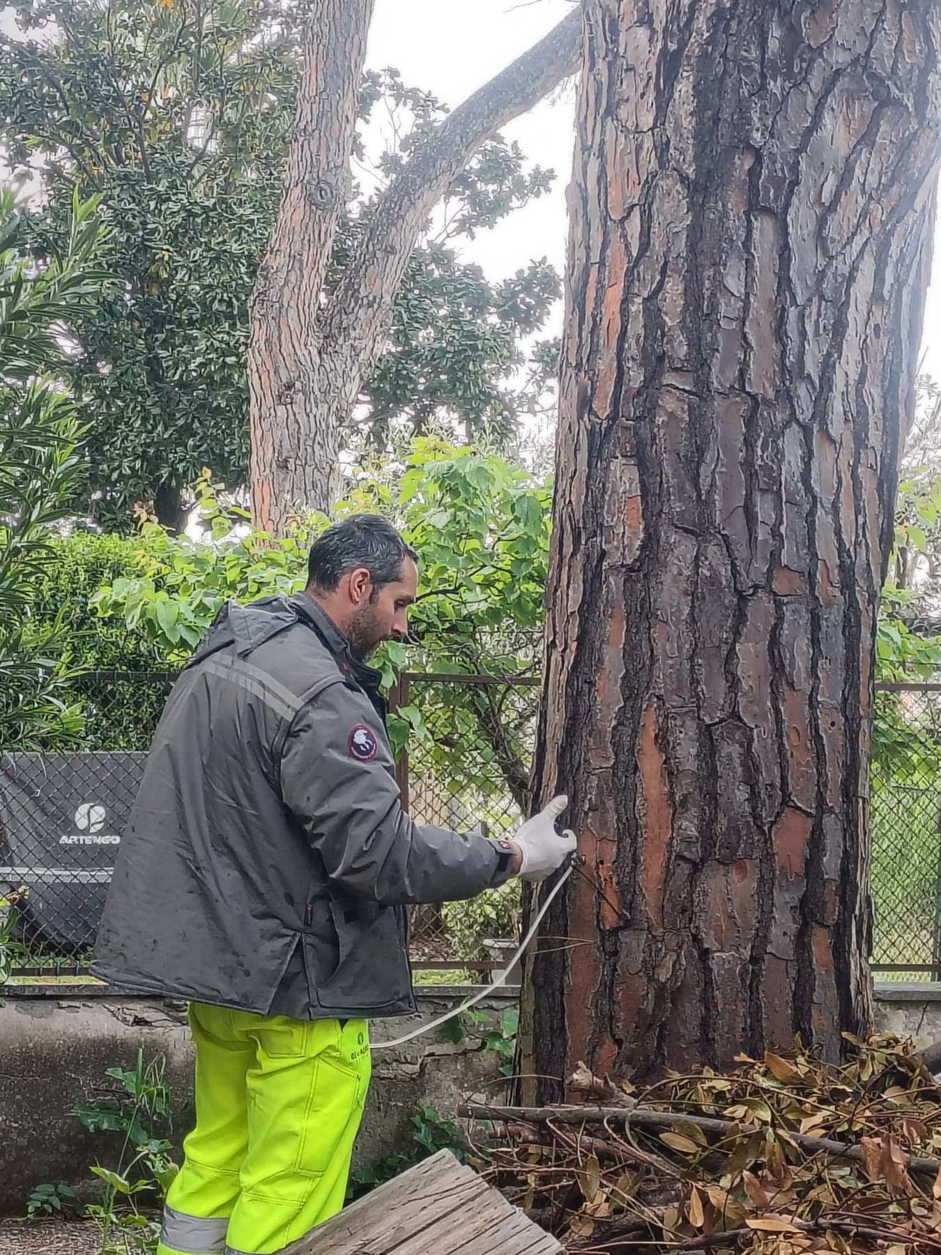 Applicazione di un trattamento endoterapico al tronco di un pino