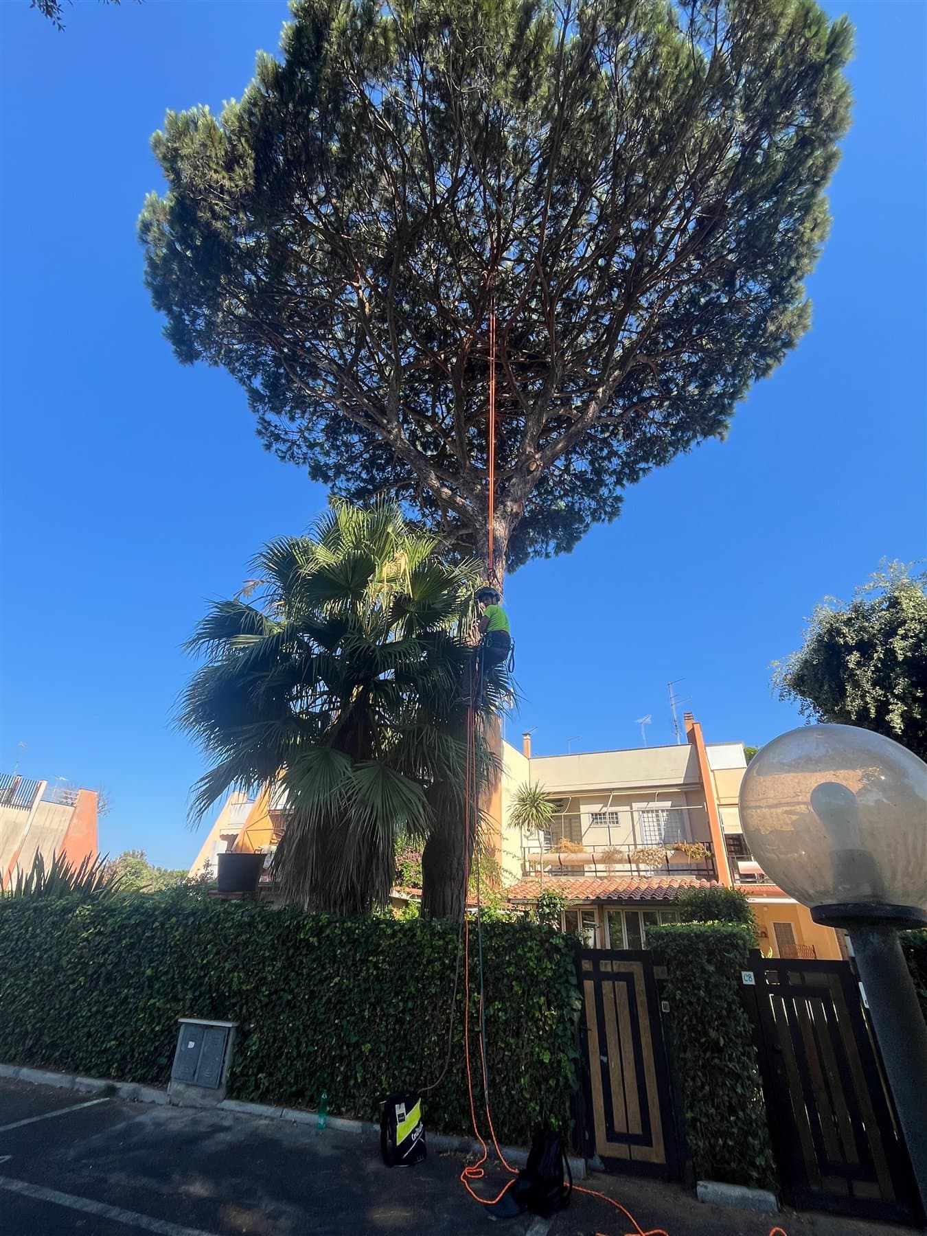 Francesco accede in tree climbing alla chioma di un pino adulto
